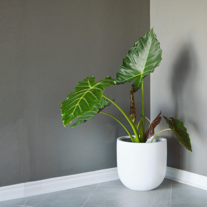Large alocasia plant in white round bottom planter in a grey room