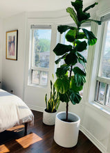 CYLINDER POT WHITE | PLANTER