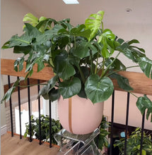 Large leafy monstera potted plant in a pink strand plant pot on a glass stand.