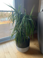 SPLIT POT | PLANTER