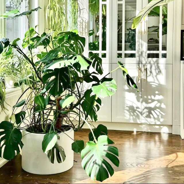 Low Cylinder Pot White | Planter