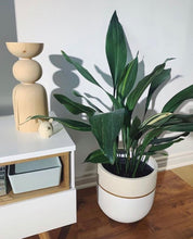 GALA POT | PLANTER