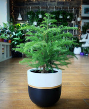 GALA POT | PLANTER