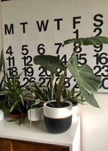 GALA POT | PLANTER