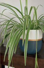 GALA POT | PLANTER