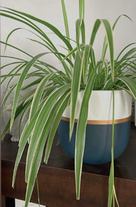 GALA POT | PLANTER