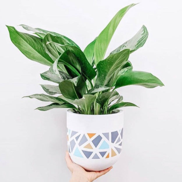 pair of indoor flower pots with geometric design