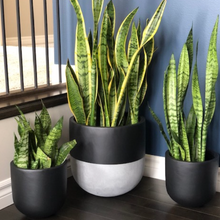 SPLIT POT | PLANTER