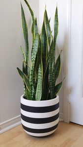 RUGBY POT BLACK | PLANTER