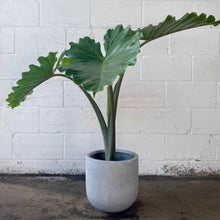 MODERN FIBERSTONE ROUND POT GREY | PLANTER
