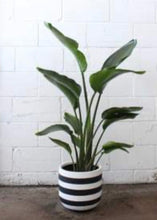 RUGBY POT BLACK | PLANTER