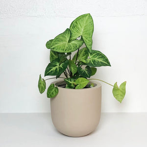 ESSENTIAL POT | PLANTER