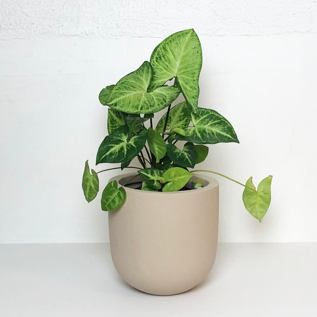 ESSENTIAL POT BEIGE | PLANTER