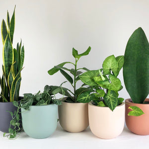 ESSENTIAL POT | PLANTER