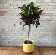 TAMRA POT MUSTARD | PLANTER