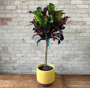 TAMRA POT MUSTARD | PLANTER