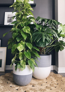 SPLIT POT WHITE | PLANTER