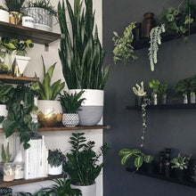SPLIT POT WHITE | PLANTER