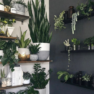 SPLIT POT WHITE | PLANTER