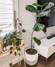 SPLIT POT WHITE | PLANTER