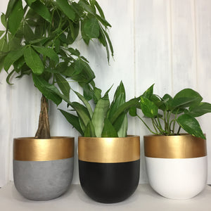 Gold rimmed plant pot with money tree, snake plant and pothos.  Decorative planters perfect for homes or office spaces.