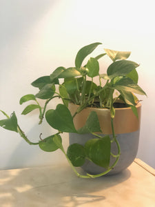 AURUM POT NATURAL | PLANTER