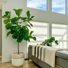 GALA POT | PLANTER