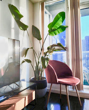 SPLIT POT BLACK | PLANTER