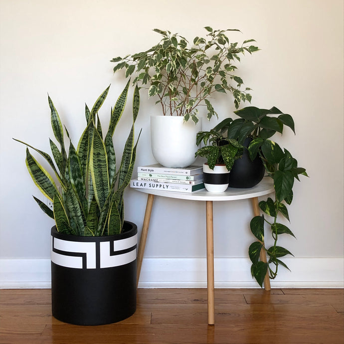 A modern indoor plant display featuring a variety of green houseplants in stylish black-and-white planters. A large snake plant sits in a hand-painted black fiberstone pot with a bold white geometric design on the floor. On a mid-century modern white table with wooden legs, there are three more plants: a variegated ficus in a plain white pot, a pothos in a matte black planter, and a smaller plant in a black-and-white striped pot. A stack of books on plant care and design adds to the aesthetic.