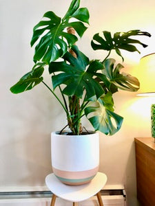 OVERLAY POT BAKED CLAY | PLANTER