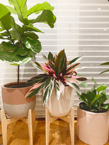 SPLIT POT | PLANTER