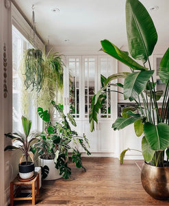 BOHO POT BLACK | PLANTER