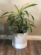 DIVIDED CYLINDER POT MUSHROOM | PLANTER