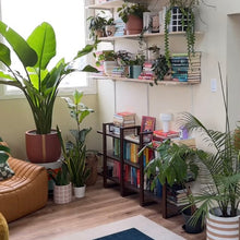 Living room with plants and bookshelves