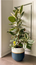 GALA POT | PLANTER