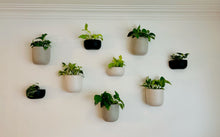 SOLID SHORT WALL PLANTER BLACK | POT