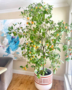 NOMAD POT TERRACOTTA | PLANTER