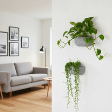 Modern living room with gray sofa and wall-mounted plants