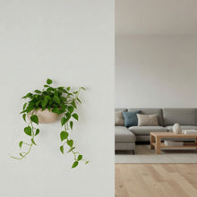 Hanging plant on a white wall next to a modern living room with a gray sofa and wooden coffee table.