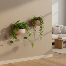 Two potted plants hanging on a beige wall in a living room setting.