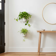 Two potted plants hanging on a white wall next to a wooden table.