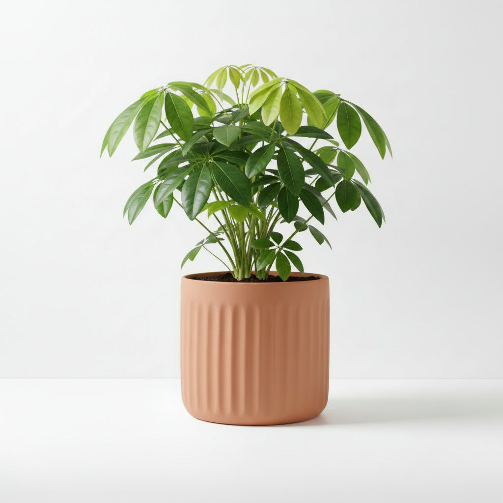 Green potted plant in a terracotta pot on a white background