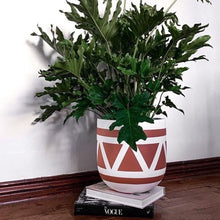 Potted plant with a decorative planter on a wooden floor with books