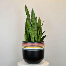 Potted plant with a striped pot on a neutral background