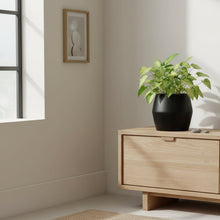 Modern living room with wooden cabinet, potted plant, and books.