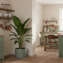 Kitchen interior with a potted plant, wooden table, and shelves.
