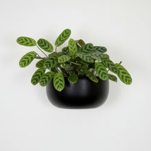 Single modern black wall-hanging planter with a prayer plant (Maranta) mounted on a white wall, ideal for minimalist indoor decor