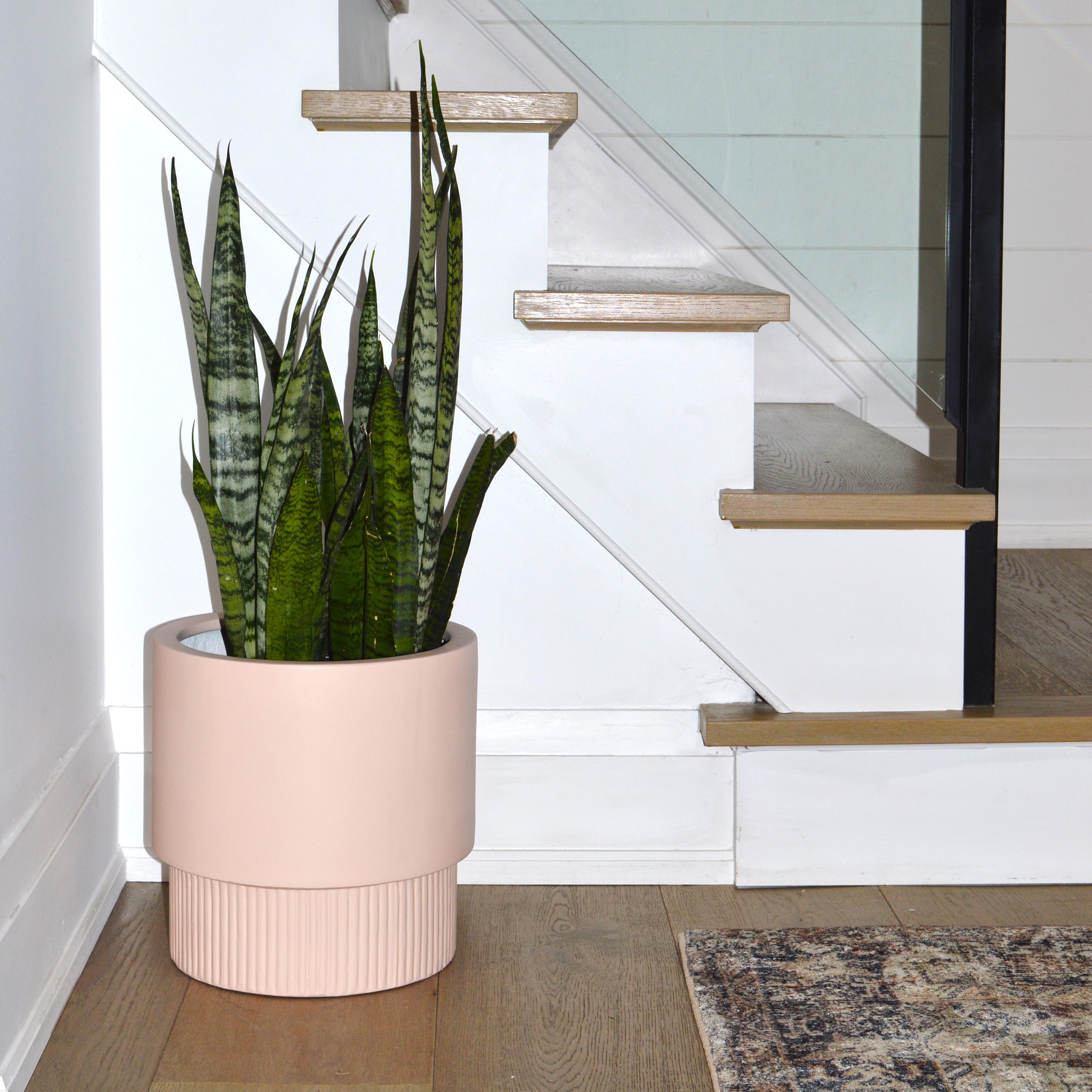 A medium-sized pink fluted base pedestal planter made of fiberstone, containing a green Snake Plant, placed on a wooden floor near a staircase.