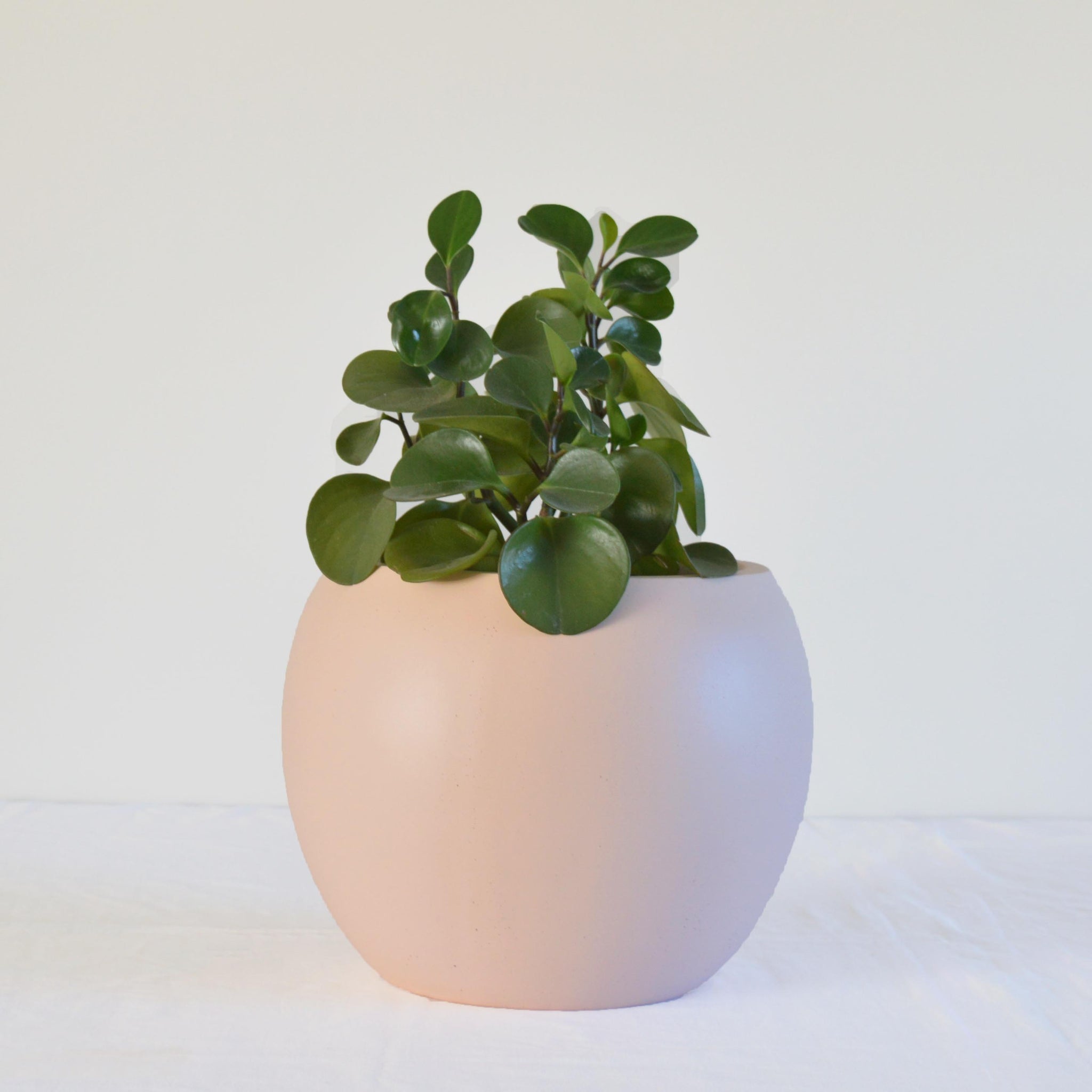 sphere plant pot Round Globe Shape Planter