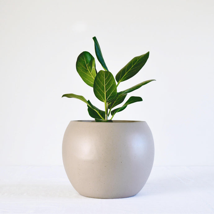 set of large sphere bowl planter placed on floor in corner of home.  Two Serbi rattan and teak wood chairs are placed to the left of a stone mantel.  A tall window lets in a lot of light.